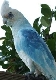 Blue-coloured corella icon