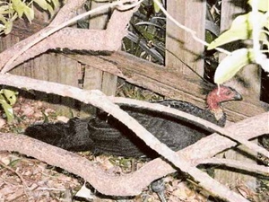 Brush turkey in Oatley