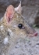 Eastern quoll icon