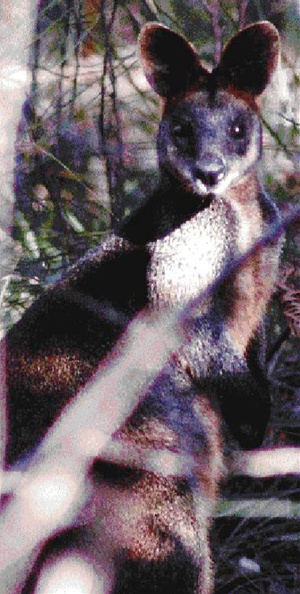 Swamp wallaby in Oatley Park