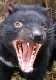 Tasmanian devil icon